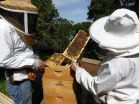 Diet affects pesticide resistance in honey bees 2