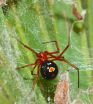 Diet of elusive red widow spider revealed by MU biologist 2