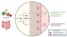 Dietary fibers make our gut bacteria behave healthy