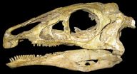 Digital dinosaurs: New research employs high-end technology to restore dinosaur fossil 3