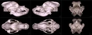 Digital dog and cat skull database 2