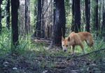 Dingo poisoning should be stopped to protect native Australian mammals