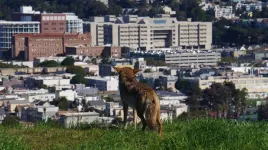 Dining out with San Francisco’s coyotes