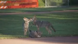 Dining out with San Francisco’s coyotes 2