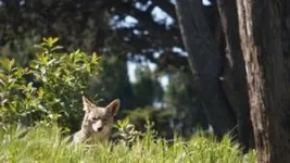 Dining out with San Francisco’s coyotes 3