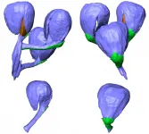 Dinosaur-age fossils provide new insights into origin of flowering plants