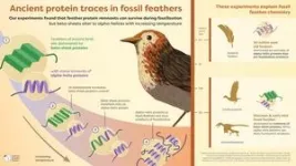 Dinosaur feathers reveal traces of ancient proteins 3