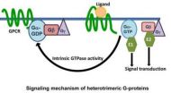 Discovery identifies elaborate G-protein network in plants