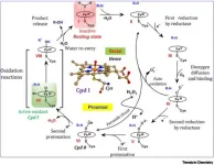 Discovery in nanomachines within living organisms - cytochromes P450 (CYP450s) unleashed as living soft robots