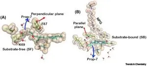 Discovery in nanomachines within living organisms - cytochromes P450 (CYP450s) unleashed as living soft robots 2