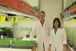 Discovery may pave way to genetically enhanced biofuel crops 