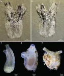 Discovery of 500-million-year-old fossil reveals astonishing secrets of tunicate origins 2