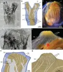 Discovery of 500-million-year-old fossil reveals astonishing secrets of tunicate origins 3