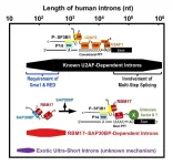 Discovery of a subset of human short introns that are spliced out by a novel mechanism