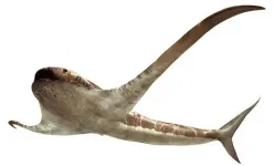 Discovery of a winged shark in the Cretaceous seas