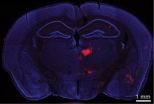 Discovery of communication link between brain areas implicated in schizophrenia