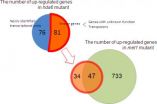 Discovery of DNA silencing mechanism reveals how plants protect their genome