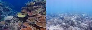 Discovery of invisible nutrient discharge on Great Barrier Reef raises concerns 2