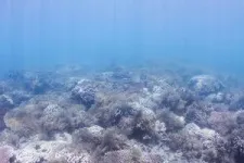 Discovery of invisible nutrient discharge on Great Barrier Reef raises concerns 3