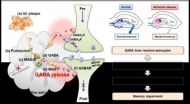 Discovery of new drug targets for memory impairment in Alzheimer's disease 3