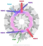 Discovery of spontaneous inflow and outflow states of high-temperature plasma by energetic ions