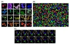 Discovery of the significance of birth in the maintenance of quiescent neural stem cells 2