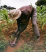 Discovery offers hope of saving sub-Saharan crops from devastating parasites