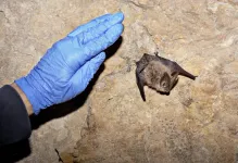 Disease threatens to decimate western bats