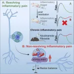 Disturbances in sensory neurons may alter transient pain into chronic pain