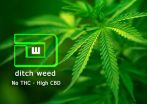 Ditch Weed: The New Cure for Epilepsy, Lyme Disease, Cancer and More