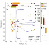 Divergent responses of growth rate and antioxidative system of ten Bacillus strains to acid stresses