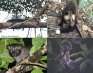 Diverse diets of civets in Borneo rainforest allow them to live in same geographical area