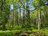 Diverse forests are best at standing up to storms