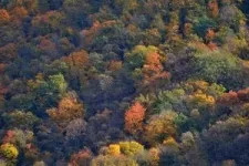 Diverse forests are best at standing up to storms 2