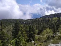 Diverse forests are best at standing up to storms 3