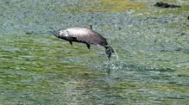 Diverse habitats help salmon weather unpredictable climate changes 2