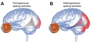 Diverse neural signals are key to rich visual information!