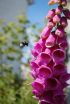 Diversity in UK gardens aiding fight to save threatened bumblebees, study suggests