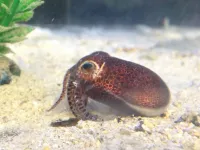 Diversity of tiny bobtail squid driven by ancient biogeographic events, finds new study