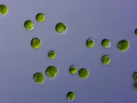 Diving deep: Unveiling the secrets of microalgae to cope with environmental challenges.