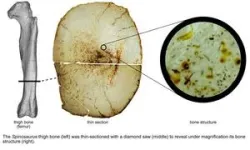 Diving dinosaurs? Certain methods may be unsuitable for inferring dino lifestyles 2