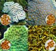 DNA analysis aids in classifying single-celled algae