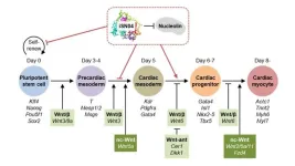 DNA aptamer finds novel application in regulating cell differentiation