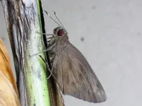 DNA barcodes narrow down possible sources of introductions of an invasive banana skipper butterfly pest