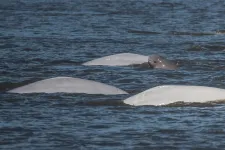 DNA-based technique allows researchers to determine age of living beluga whales in Alaska