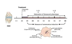 DNA damage-induced senescence model in osteoarthritic chondrocytes