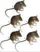 DNA decoded by FSU biologist reveals 7 new mice species