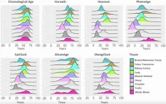 DNA methylation clocks may require tissue-specific adjustments for accurate aging estimates