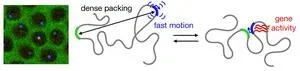 DNA organization in real-time 2