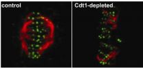 DNA replication protein also has a role in mitosis, cancer